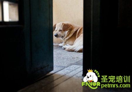 遭遺棄的狗狗