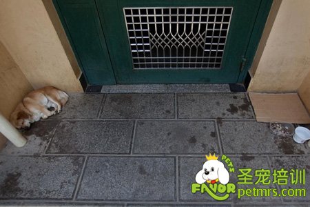 遭遺棄的狗狗