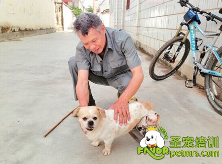 后腿癱瘓的狗狗