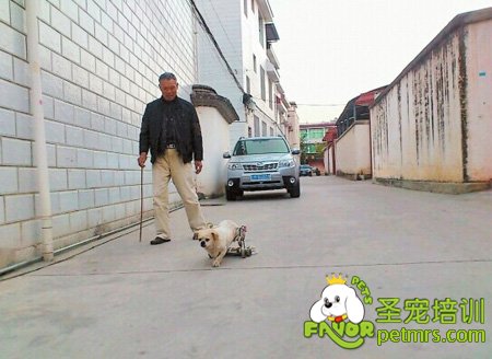 主人帶狗狗散步