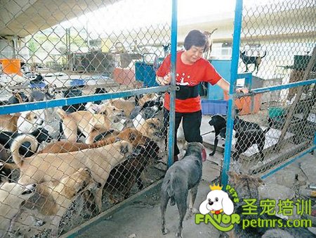 7旬阿嬤救助500多只流浪狗