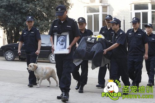 給狗狗舉辦葬禮