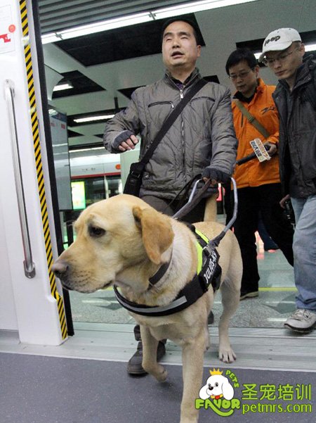 狗狗帶主人初次乘坐地鐵
