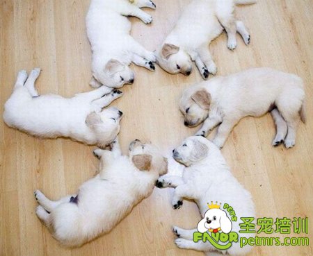 狗狗死因