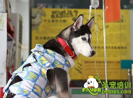 哈士奇