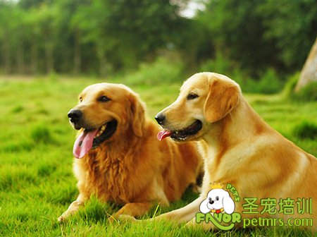 金毛犬
