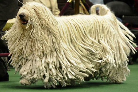 匈牙利牧羊犬