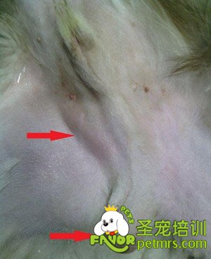 獅子犬