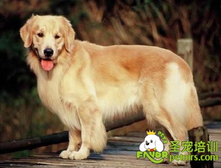 美系金毛犬