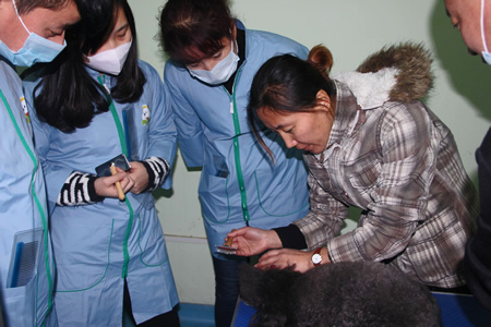 金老師給學員講解貴賓犬護理方法