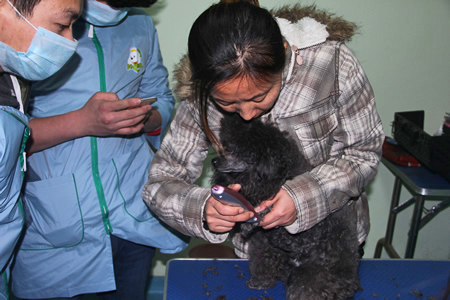 給貴賓犬剃腳底毛