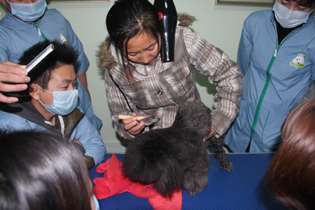 給貴賓犬吹風拉毛