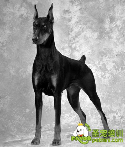 杜賓犬