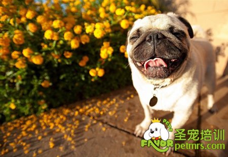 巴哥犬