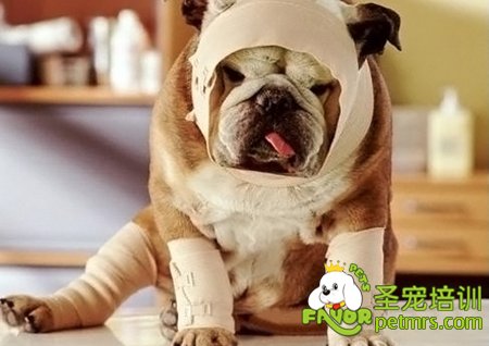 斗牛犬