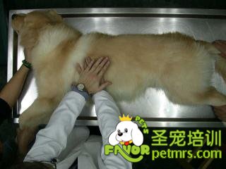 狗狗急救