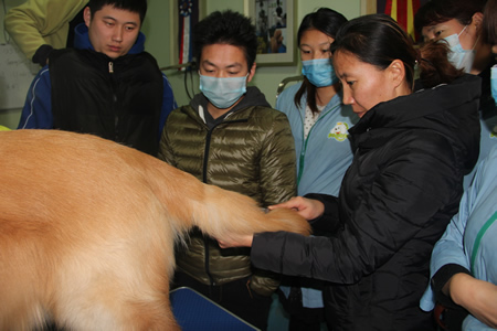金老師給學員們講解金毛犬美容方法及要點