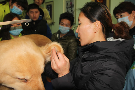 金老師給學員們講解金毛犬耳部的要點