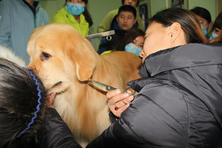 金老師給學員們講解金毛犬耳部的要點