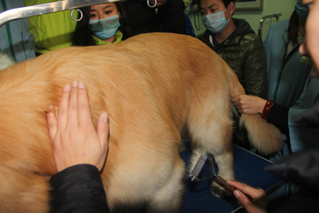 金老師給學員講解給金毛犬刮毛的要點