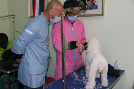 李老師手把手指導泰迪犬修剪