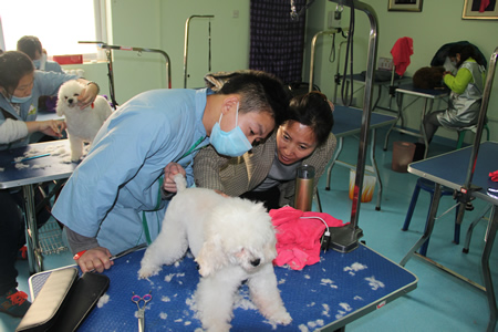 金老師指導學員貴賓犬修剪方法