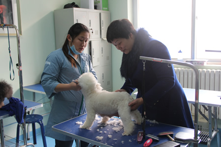李老師指導(dǎo)學(xué)員泰迪犬修剪方法