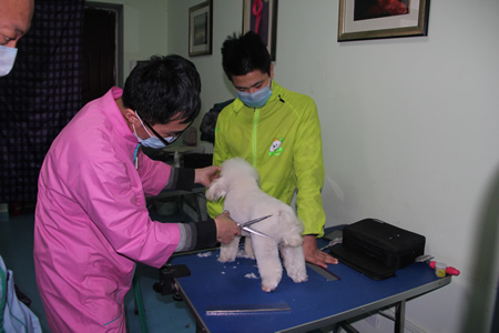 李老師指導學員貴賓犬修剪方法