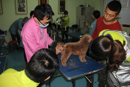 李老師指導學員貴賓犬臀部修剪