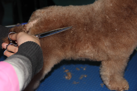 李老師指導學員貴賓犬臀部修剪