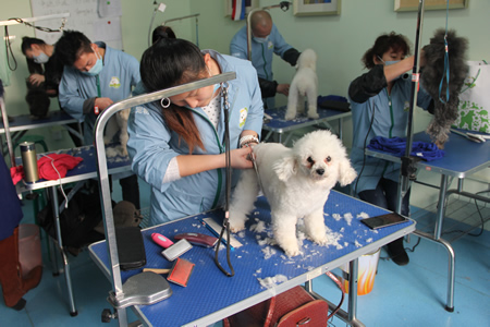 王霄雨貴賓犬實(shí)操課
