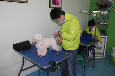 圣寵學員貴賓犬學習課堂