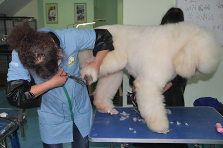 付春娟巨型貴賓犬實操課程