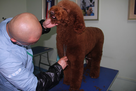 李柏峰巨型貴賓犬修剪課程