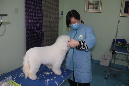 黃俏麗比熊犬美容練習(xí)