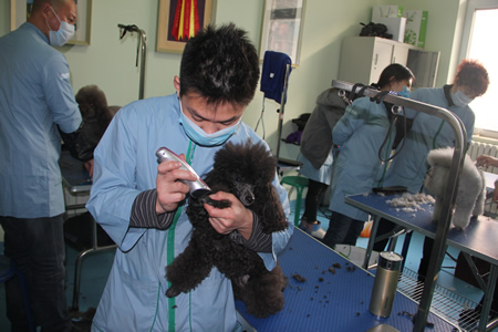 趙家明貴賓犬護理練習