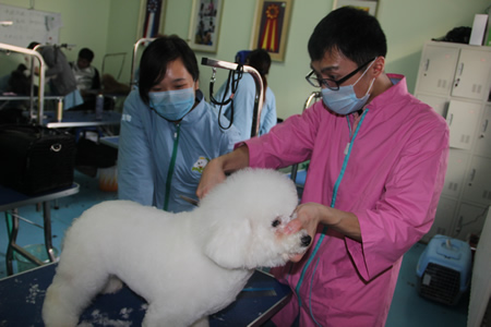李老師指導學員比熊犬修剪