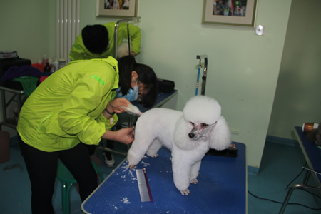 朱超貴賓犬修剪練習(xí)