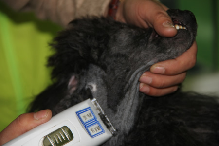 貴賓犬頸部的美容方法