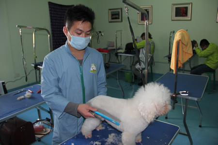 趙家明比熊犬練習課程