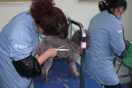 付春娟貴賓犬練習課堂