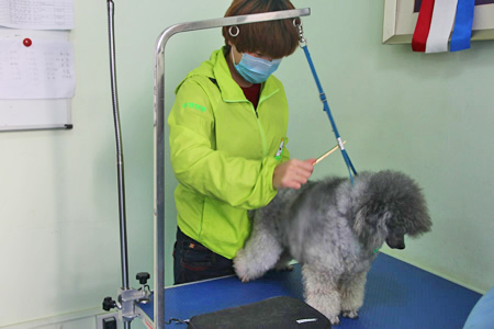 圣寵寵物學員貴賓犬練習課堂
