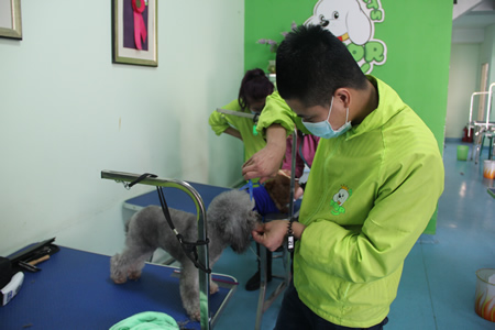 圣寵寵物學員練習課堂