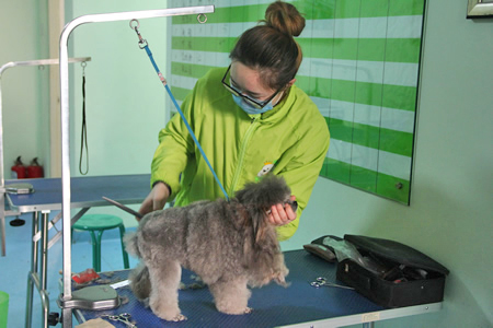 圣寵學員貴賓犬修剪練習