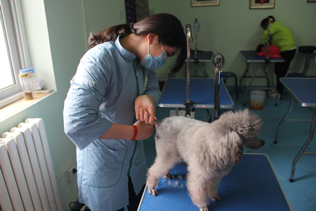黃俏麗貴賓犬修剪練習
