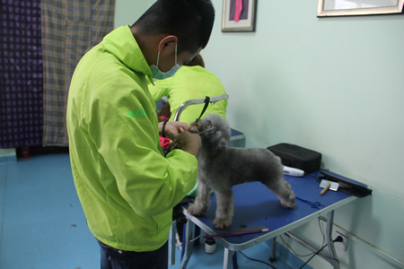 圣寵學員貴賓犬修剪
