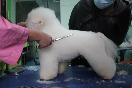比熊犬腰部修剪