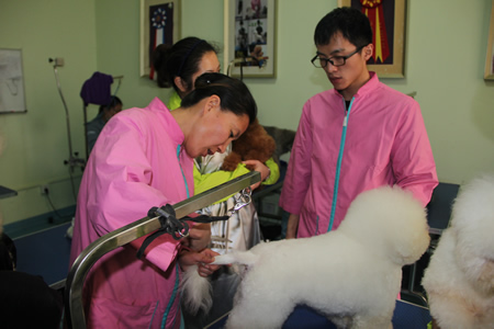 金老師給學員們講解比熊犬美容方法