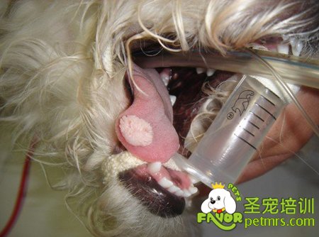 狗狗口腔腫瘤