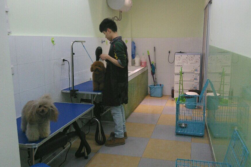 圣寵寵物江蘇常州萬達寵物店